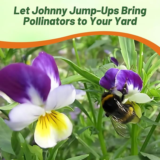 Outsidepride Johnny Jump Up Viola Wild Flower Seeds - 1/2 lb Easy-to-Grow, Compact & Hardy Perennial Seeds for Planting Outdoors, Ideal for Pollinators, Garden Beds, Containers, & Hanging Baskets