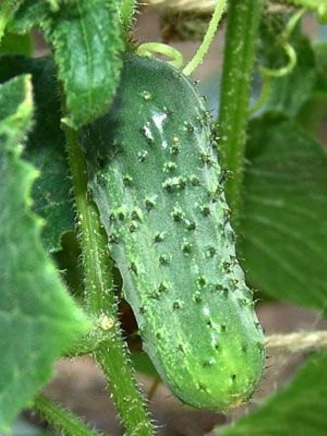 100 Organic Boston Pickling Cucumber Seeds for Planting 3 Grams of Seeds Heirloom Non GMO USA Harvested Survival Garden
