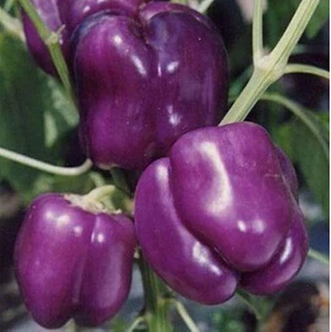 Seeds Sweet Pepper Oda Purple Bell Heirloom Vegetable for Planting Non GMO