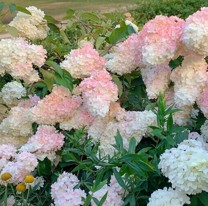 150+ Hydrangea Seeds - Mixed Color Perennial Flowers (Blue, Pink, Red & White) for Garden, Landscape & Wedding Decor – Hardy, Non-GMO, Heirloom Seed for Outdoor Planting & Potted Plants