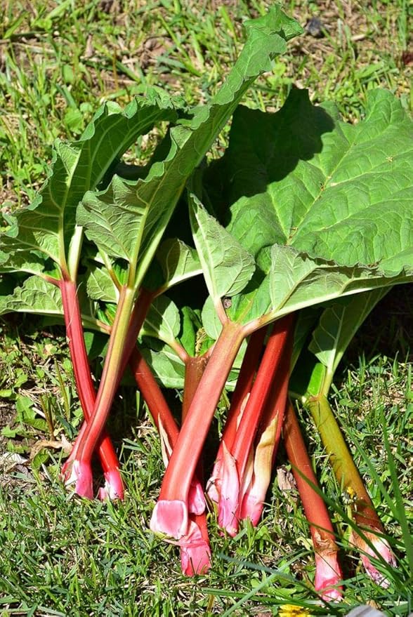 Rhubarb Seeds Rare Heirloom Vegetable for Planting Giant Non GMO 30 Seeds