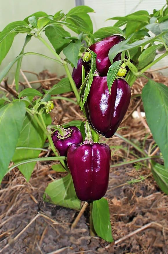 Seeds Sweet Bell Pepper Purple Lilac Giant Vegetable for Planting Heirloom Non GMO