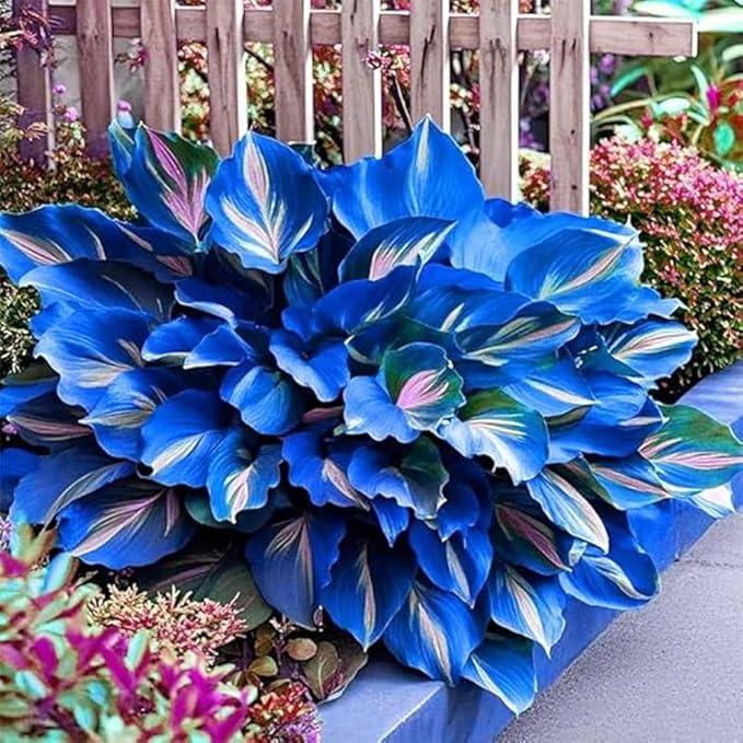 220+ Hosta Seeds Perennial for Planting,Hosta Seeds,Rare Hostas Seed Shade Plant for Garden Low Maintenance