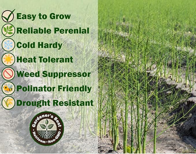 Mary Washington Asparagus Seeds for Planting – Organic, Non-GMO, Perennial Vegetable – Cold Hardy