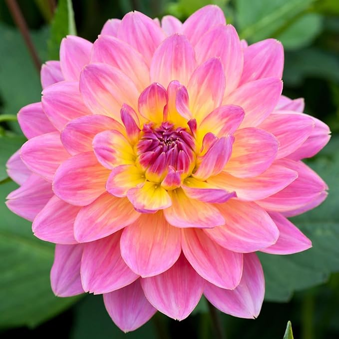 200+ PCS Mix Dahlia Seeds Flowers Compound Petals Multi-Color Beautiful Annual Outdoor Garden Potted Plants Non-GMO Dahlia for Planting Dahlia Pinnata Seeds