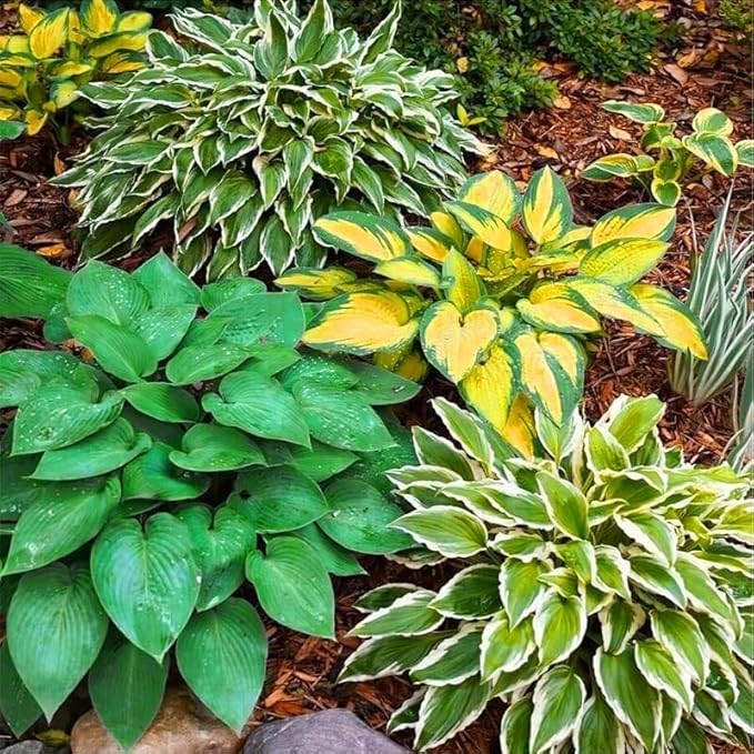 170+ Mix Hosta Seeds for Planting - Perennial Shade Garden Plant Seeds