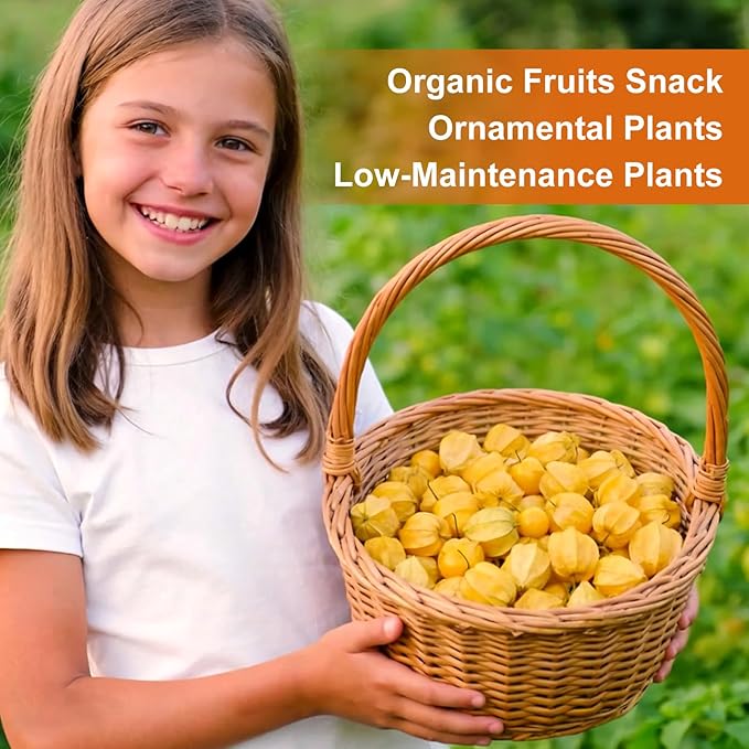1000+ Ground Cherry Seeds for Planting, Non-GMO Heirloom Fruit Seeds for Outdoor Vegetable Garden, Open-Pollinated, Sweet Pineapple Ground Husk Cherry Tomatoes - Physalis pruinosa
