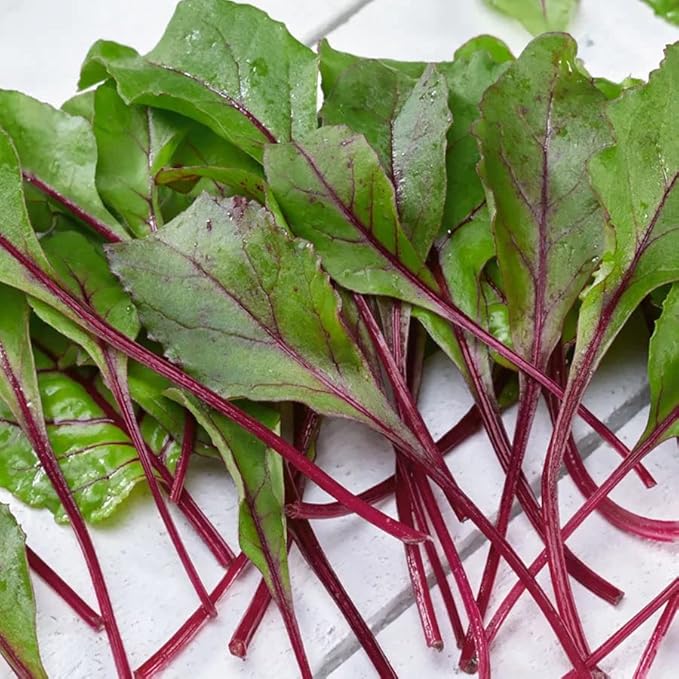 Park Seed Beet Vegatable Plant Seeds, Easy to Grow, Variety of Colors, Spring Garden, Bull's Blood Heirloom, Pack of 200
