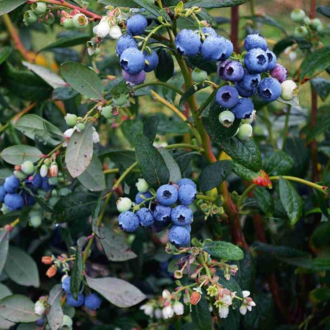 1000+ Mixed Fruit Seeds for Planting - 80+ Grapes 700+ Strawberry 200+ Raspberry & 80+ Blueberry Seeds Fresh Fruit,Non GMO Seed Home Garden Outdoors
