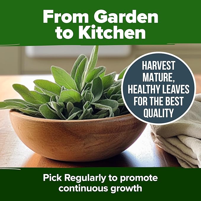 HOME GROWN Non GMO White Sage Seeds 323 Pack Heirloom Seeds - Grow Aromatic Sage Plants for Your Herb Seeds Garden with Sage for Planting Outdoor or Indoor (Salvia apiana)