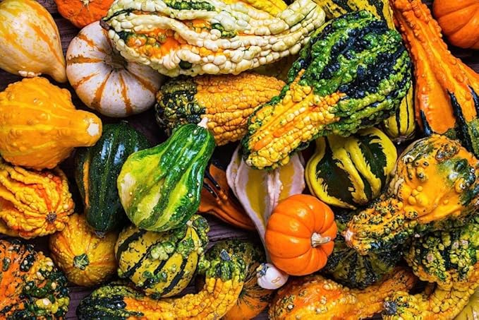 10+ Seeds Ornamental Pumpkin - Vegetable Mix