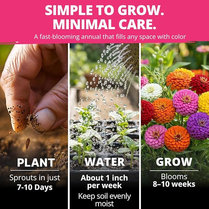 HOME GROWN Zinnia Lilliput Mix Flower Seeds – 600 Seeds (4g) Zinnia elegans – Colorful Dwarf Zinnia Seed Mix for Planting Spring 2026 for Garden Beds, Containers & Cut Flowers, Easy Grow Zinnia Seeds