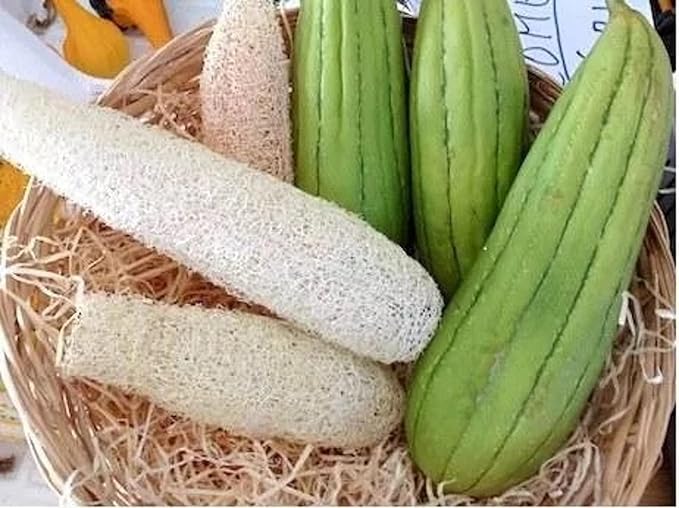 10+ Seeds Dishrag Gourd (Smooth Luffa, Sponge, Rag) Long - Vegetable Green