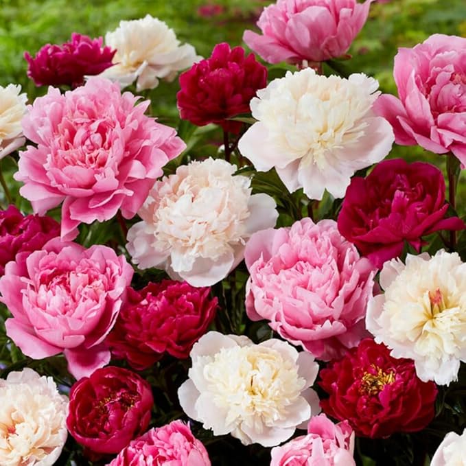 103+ Double Mixed Peonies Seeds Perennial Flower for Planting Outdoors,Premium Peony Seeds,Peony Flowers Seed Non-GMO Heirloom with Ruffled Blooms Garden