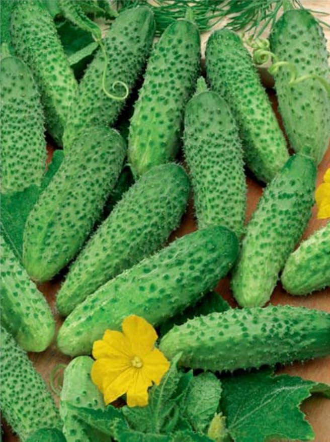 Rare Cucumber Titus F1 Seeds Pickling Mid-Early Heirloom Vegetable for Planting Non GMO 40 Seeds