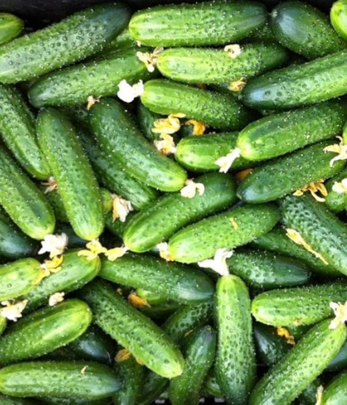 Seeds Cucumber Envy of a Neighbor F1 45 Days Open-Pollinated Pickling Non GMO Vegetable for Planting