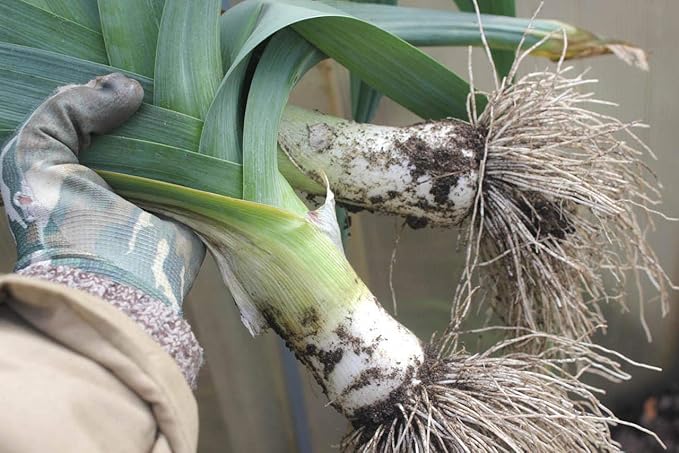 Seeds Leek Fall Giant - Organic