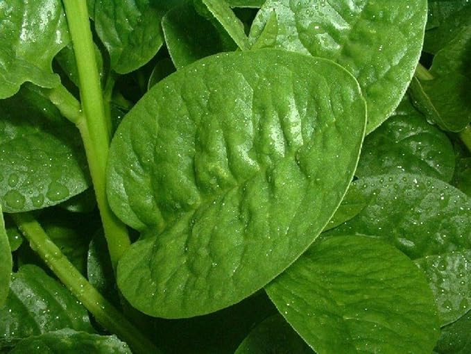 Malabar Spinach (Green Stem Variety) - Excellent for stir-Fry Cooking or RAW(500 - Seeds)