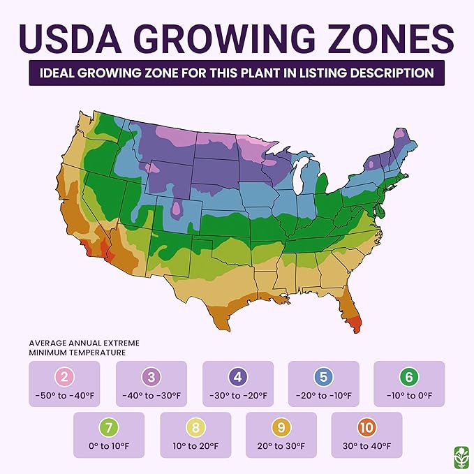 80 Broken Colors Four O'Clock Seeds - Tender Perennial That Reseeds Easily