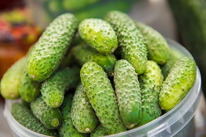 Cucumber Bush Gherkin Seeds for Pickling Early Vegetable for Planting Giant Non GMO 40 Seeds