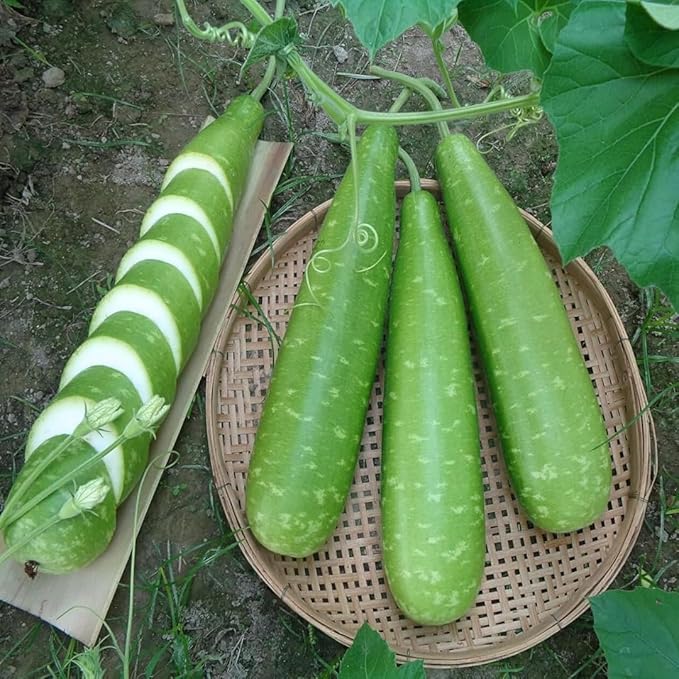 Bottle Gourd (Calabash) Nice Green Variety Seeds – High Yield Non-GMO Bangladeshi Lau (Lagenaria siceraria) | Long Smooth Gourd Seeds for Home Garden, Trellis, and Warm Climate (0.18 OZ (30+ Seeds))