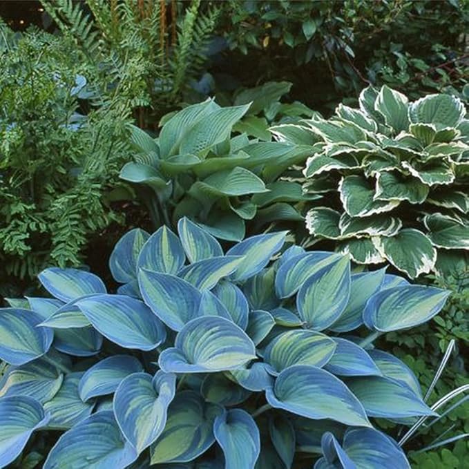150+ Hostas Seed for Planting Outdoors-Rare Hostas Seeds Perennial Plants-Shaped Hosta Seeds Attract Pollinators Bonsai Decoration for Outdoor Garden