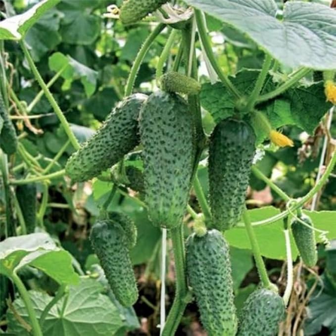 Cucumber Bush Gherkin Seeds for Pickling Early Vegetable for Planting Giant Non GMO 40 Seeds
