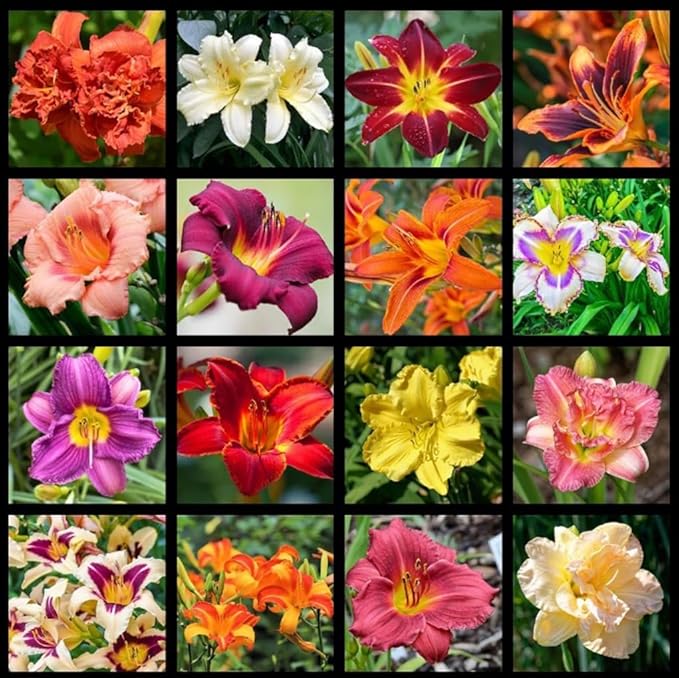 50PCS Mixed Color Daylily Hemerocallis Seeds Day Lily Fine Red Purple Flower Seeds Garden Plant