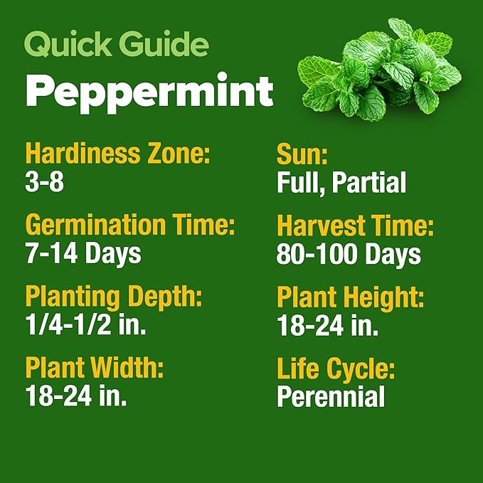 HOME GROWN Non GMO Peppermint Seeds Pack 2,370 Heirloom Mint Seeds for Planting. Grow Peppermint Plants in Your Herb Garden Indoors or Outdoors (Mentha x piperita)