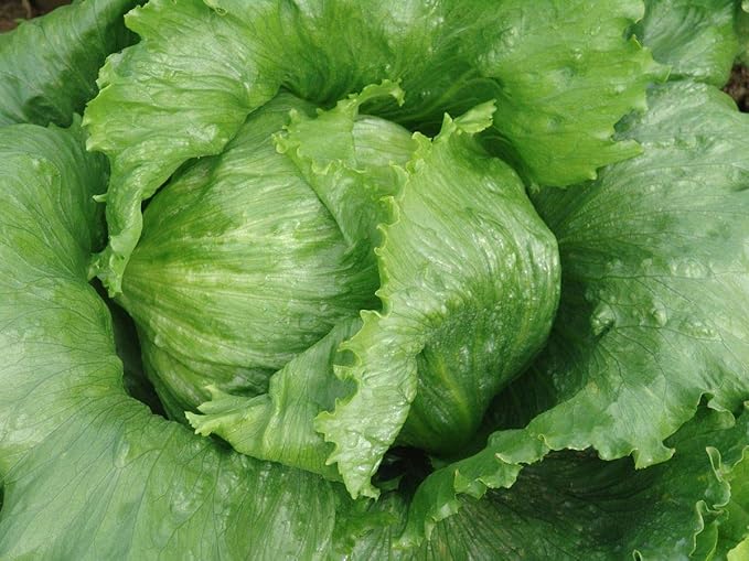 Seeds Crisphead Iceberg Lettuce Green Buttercrunch for Salad Non GMO Vegetable for Planting 1000 Seeds