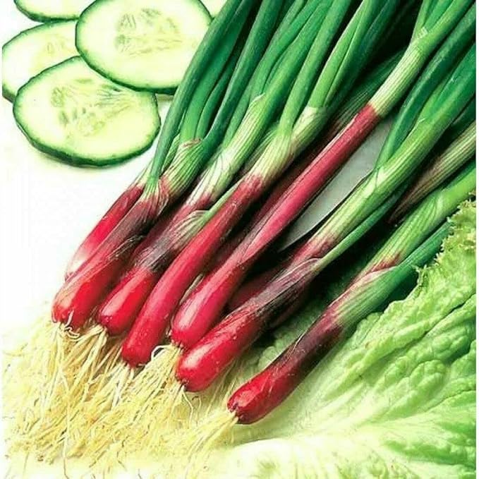 Seeds Red Welsh Bunching Onion Rare Heirloom Vegetable Non GMO