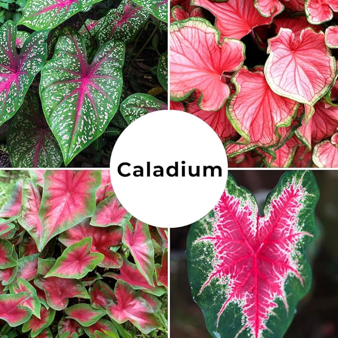 Constellation Caladium Bulbs for Planting - Perennial Hosta, Elephant Ears, Fancy (10 Bulbs)