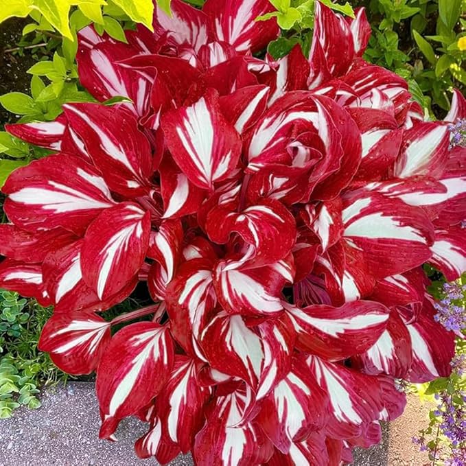 Mixed 300+ Hosta Seeds for Planting, Hostas Seeds Rare Perennial Under Trees & North Facing Areas Shade Garden, Drought Tolerant Perennial Ground Cover Decorative Foliage