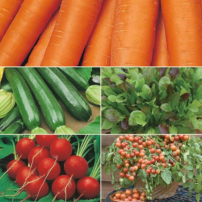 Beginner Vegetable Garden Seed Collection, 5-Pack Variety Kit Contains 2,575 Seeds, Easy to Grow Food, Live Plants | Lettuce Mix, Nantes Carrot, Scarlet Globe Radish, Cherry Tomato, Zucchini