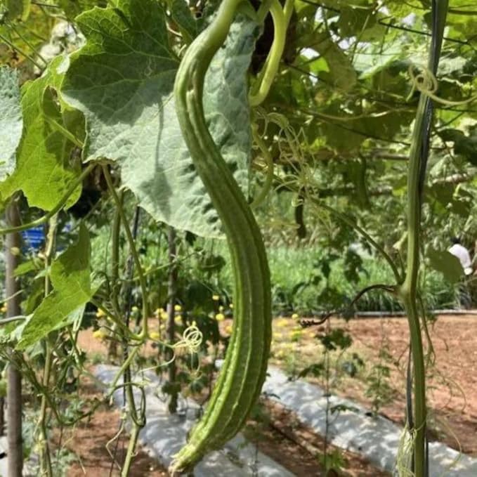 Angled Luffa Séẹds/Angled Gourd/Tori/Turai/Ridge Gourd/Chinese Okra Séẹds Loofah - 5 Séẹds