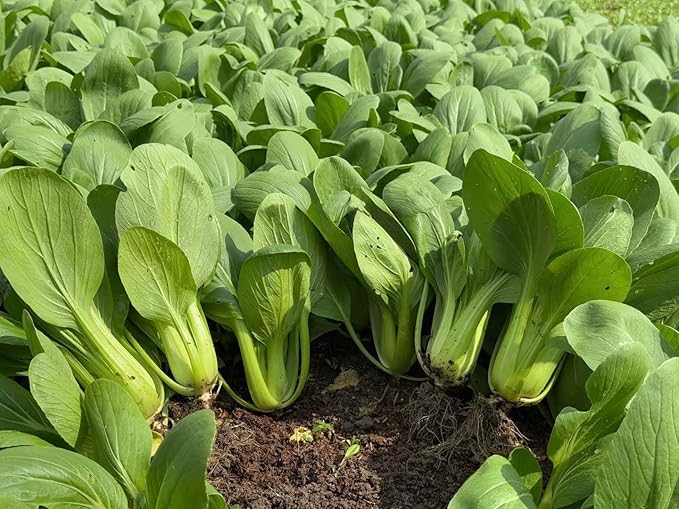 3000+ Organic Bok Choy Seeds – Cải Thìa – Pak Choi – Chinese Cabbage– Non-GMO, Heirloom, Made in USA - 99% Germination Rate, Vegetable for Yard & Garden Planting