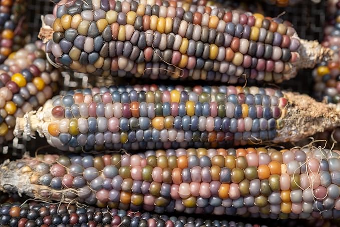 Plant Good Seed Organic Glass Gem Corn Seeds for Planting: Ornamental Rainbow Ears, Translucent Kernels - 50 Seed Packet
