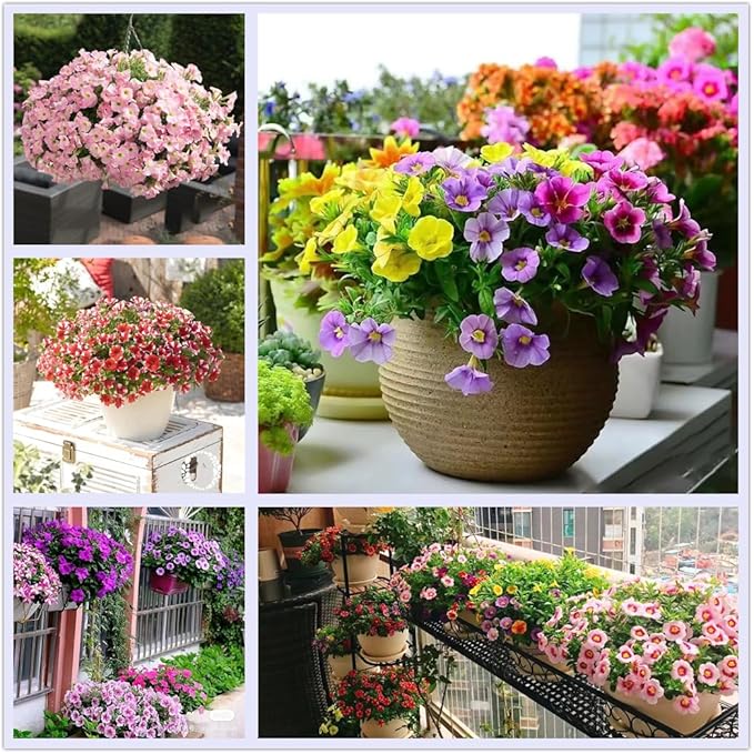 Petunia Seeds for Planting 80000 Plus Mixed Color Flower Seeds for Outdoor Garden Beds Containers and Hanging Baskets