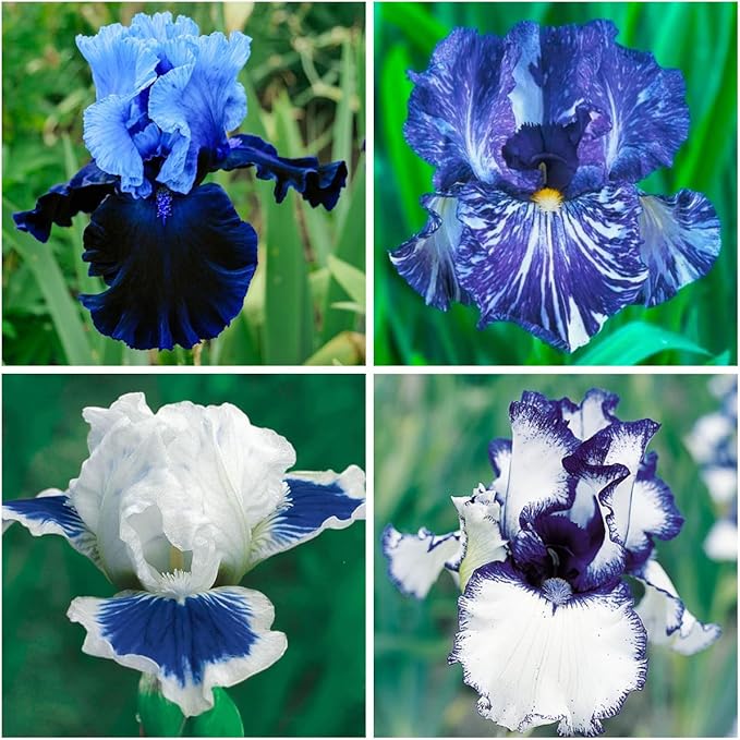 205+ Rare Mixed Iris Seeds for Planting - Perennial Bearded Iris Flower Seeds Exotic -Non-GMO Heirloom Exotic Flower Seeds Perennial for Garden Outdoor