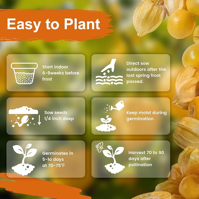 1000+ Ground Cherry Seeds for Planting, Non-GMO Heirloom Fruit Seeds for Outdoor Vegetable Garden, Open-Pollinated, Sweet Pineapple Ground Husk Cherry Tomatoes - Physalis pruinosa