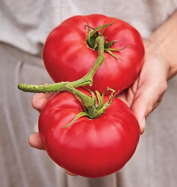 Burpee 'Mortgage Lifter' Heirloom, Beefsteak Tomato, 125 Non-GMO Seeds