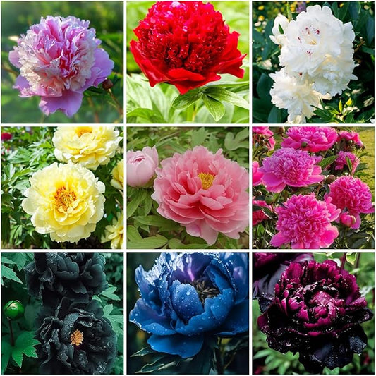 100PCS Mix Peony Seeds for Planting,Fragrant Peony Flower Seeds to Plant Outdoor-Non-GMO Heirloom Seed Attracts Bees&Butterflies for Garden