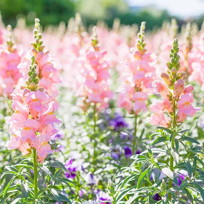 Snap Dragon Seeds for Planting Outdoor,5001+Mixed Snapdragon Flower Seeds,Flower Seeds Perennial Non GMO Heirloom for Outdoor Garden