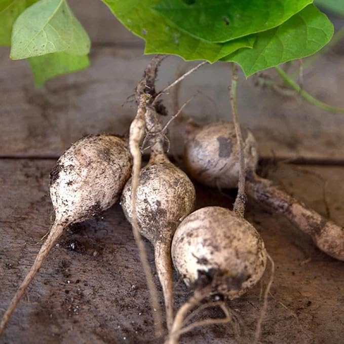 CHUXAY GARDEN Jicama Seed 100 Seeds Edible Mexican Turnip Heirloom Food Crop Non-GMO Vegetable Survival Gear Food Seeds