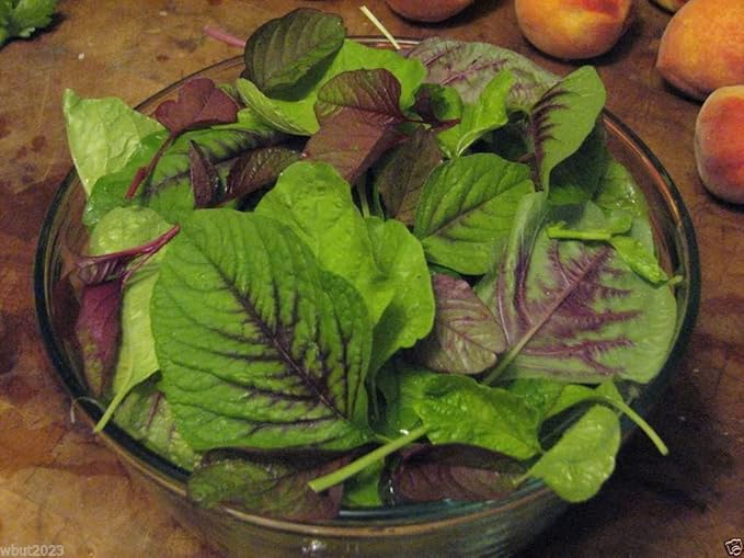 CHINESE SPINACH SEEDS- Edible Amaranth, Red Stripe Leaf -Jamaican Red Calla-loo!(1 oz Pack Seeds)
