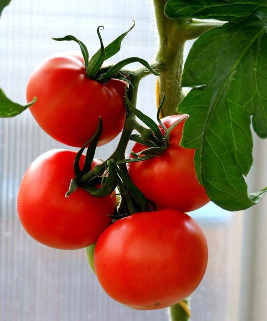 Tropic Tomato Seeds - Heirloom Variety Developed by The University of Florida(50 - Seeds)