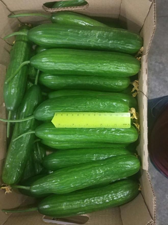 Cucumber Emilia F1 Long Giant Vine Self-pollinated Vegetable Hybrid Non-GMO for Planting