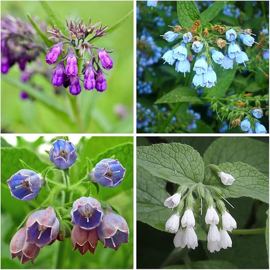 80+ Comfrey Seed for Planting,Comfrey Symphytum Officinale Seeds,Non-GMO Heirloom Pollinator Friendly Herb Seed for Home Outdoor Garden