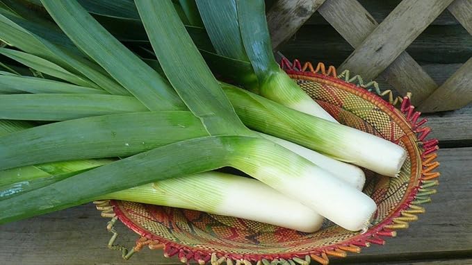 Seeds Leek Fall Giant - Organic