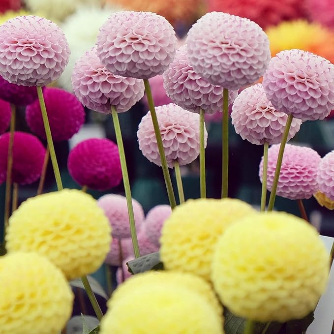 200+ PCS Mix Dahlia Seeds Flowers Compound Petals Multi-Color Beautiful Annual Outdoor Garden Potted Plants Non-GMO Dahlia for Planting Dahlia Pinnata Seeds